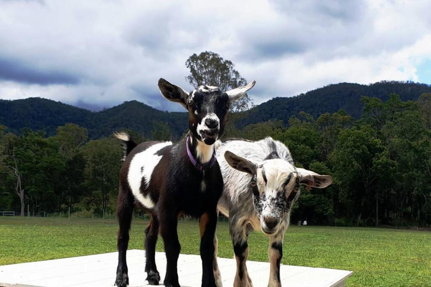 Fig Tree Farm B&B Highvale-Farmstay Near Brisbane! Экстерьер фото