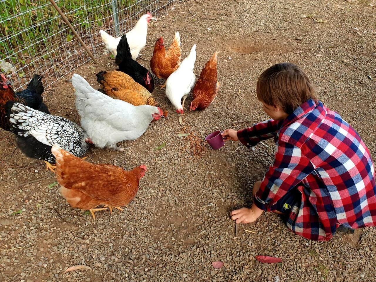 Fig Tree Farm B&B Highvale-Farmstay Near Brisbane! Экстерьер фото