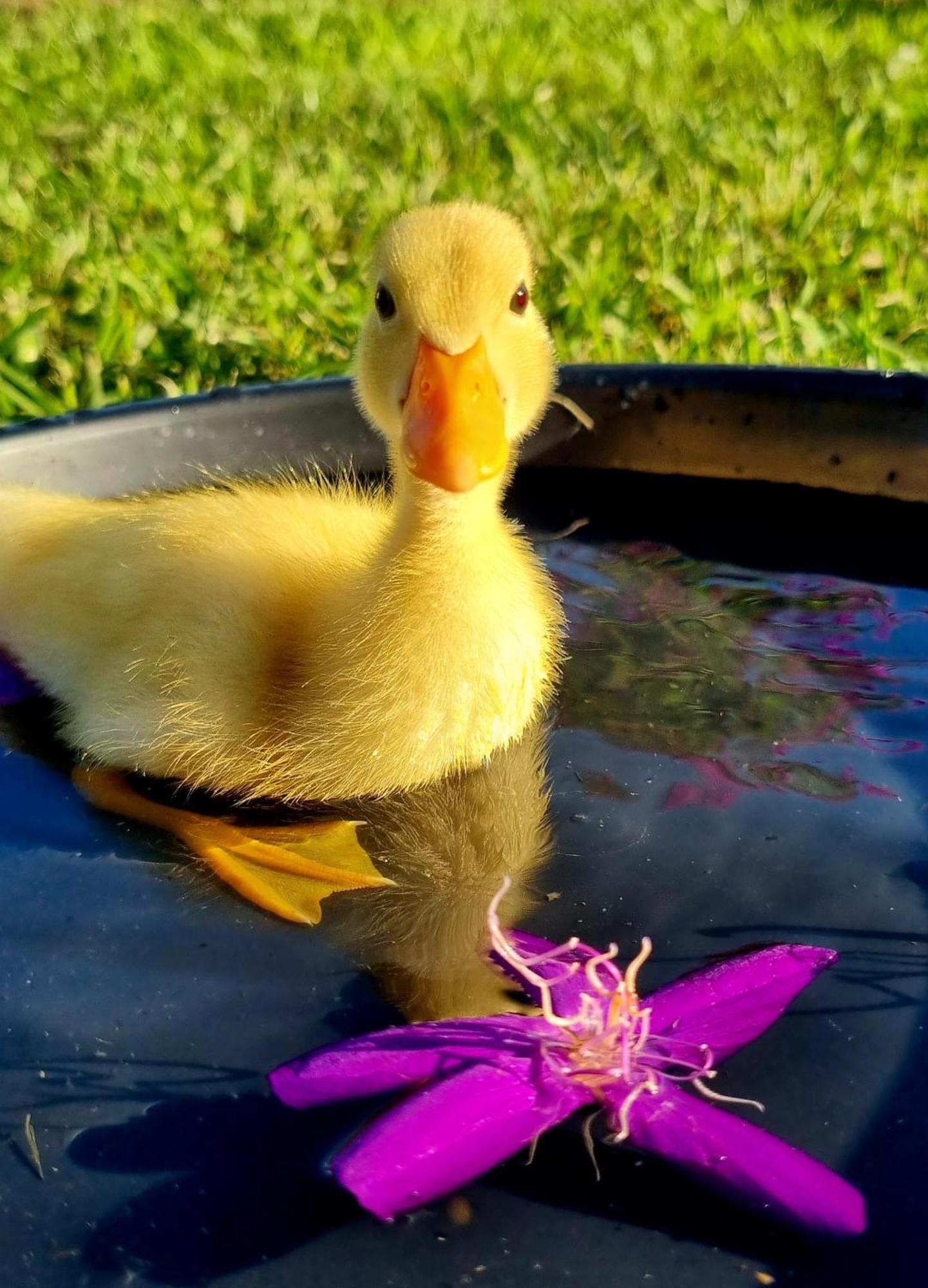Fig Tree Farm B&B Highvale-Farmstay Near Brisbane! Экстерьер фото