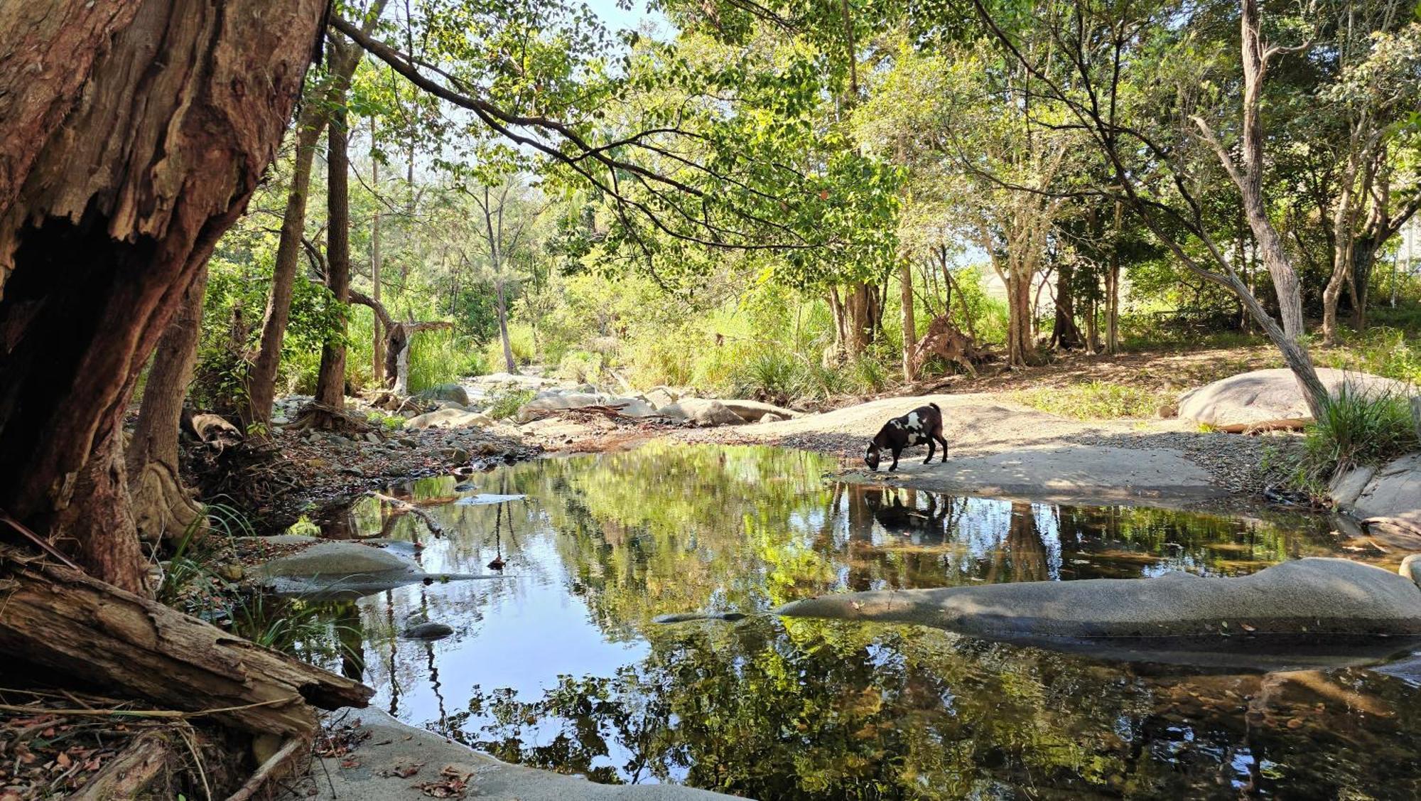 Fig Tree Farm B&B Highvale-Farmstay Near Brisbane! Экстерьер фото